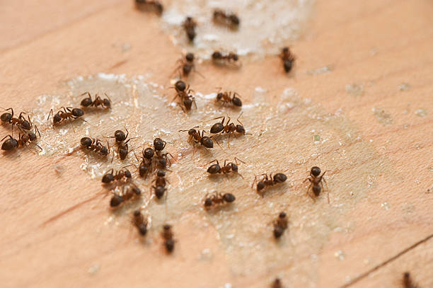  Topton, PA Pest Control Pros